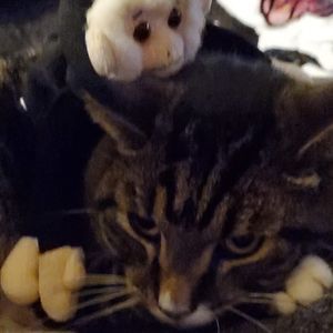 Meet your Posher, Misty